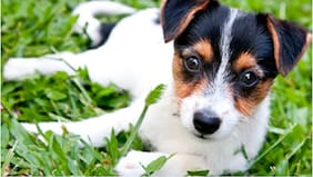 Día Mundial del Perro Sin Raza: Por qué estos canes son los favoritos de los chilenos