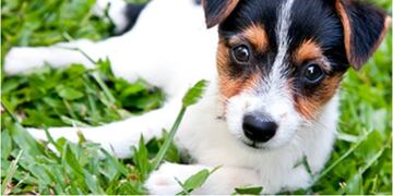 Día Mundial del Perro Sin Raza