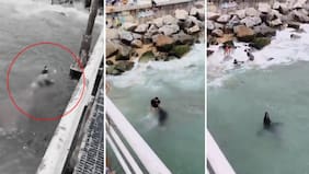 Sospecharon de lobo marino, pero habría vuelco: Impacto por trágica muerte de mujer en muelle de Valparaíso