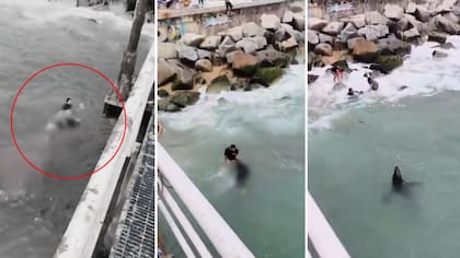 Sospecharon de lobo marino, pero habría vuelco: enigma total por terrible muerte de mujer en muelle de Valparaíso