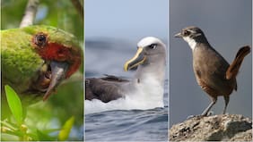 ¡Algunas corren serio peligro! Diez aves chilenas que TODO Chile debe conocer, según grandes ornitólogos y pajareros
