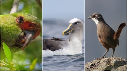 ¡Algunas corren serio peligro! Diez aves chilenas que TODO Chile debe conocer, según grandes ornitólogos y pajareros