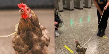 Tiktoker capta a joven con su gallina en el metro y se hizo viral: “Le dicen ‘foto’ y pesca altiro”
