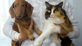 Vacunas: ¿Cuáles son obligatorias para las mascotas en Chile?