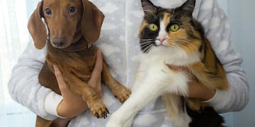 Mascotas. Foto Pexels.