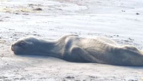 Alerta en región de Coquimbo: centenas de lobos marinos han varado y con signos de desnutrición