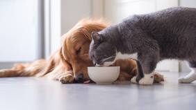 ¿Cuántas veces al día pueden comer nuestros perros y gatos?