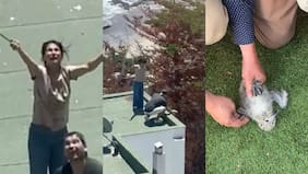 El drama, indignación y salvación de los polluelos de gaviota que dos personas lanzaron desde el techo de un edificio