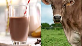 Millones de estadounidenses creen que la leche con chocolate viene de vacas café: tampoco saben el origen de las hamburguesas