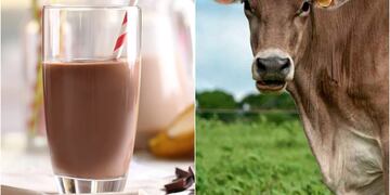 Millones de estadounidenses creen que la leche con chocolate viene de vacas café