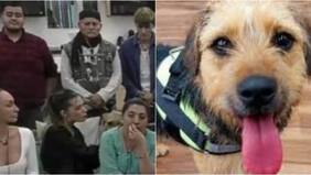 Vacunas al día y bien alimentado: Gran Hermano aclara cuidados que recibe Bigote tras ola de críticas