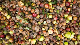 No seamos mañosos: Chile lidera el desperdicio semanal de alimentos en la región