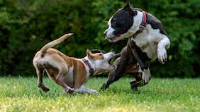 GuauFest, el primer evento en Chile dedicado 100% en los perros: conoce dónde y cuándo