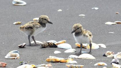 La crisis reproductiva que cada año estresa al Pilpilén común: advierten de perros sueltos y vehículos en las playas