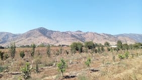 Empresa anuncia remate de propiedades: hay parcelas desde $1.5 millones