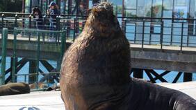 Con graves heridas: turista extranjero fue mordido por lobo marino en Valdivia