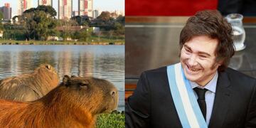 Javier Milei buscará trasladar a más 3 mil capibaras a una isla: el motivo es la sobrepoblación este roedor