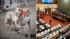 Cómo votó cada diputado: Cámara aprueba prohibir las carreras de galgos en Chile y proyecto avanza en el Congreso