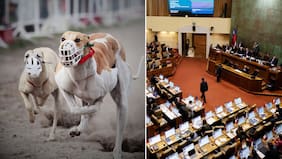 Cómo votó cada diputado: Cámara aprueba prohibir las carreras de galgos en Chile y proyecto avanza en el Congreso