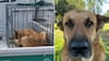 “¡Por qué lo van a matar!“: Arde la polémica por drástica decisión de autoridades con un perro comunitario en Colina