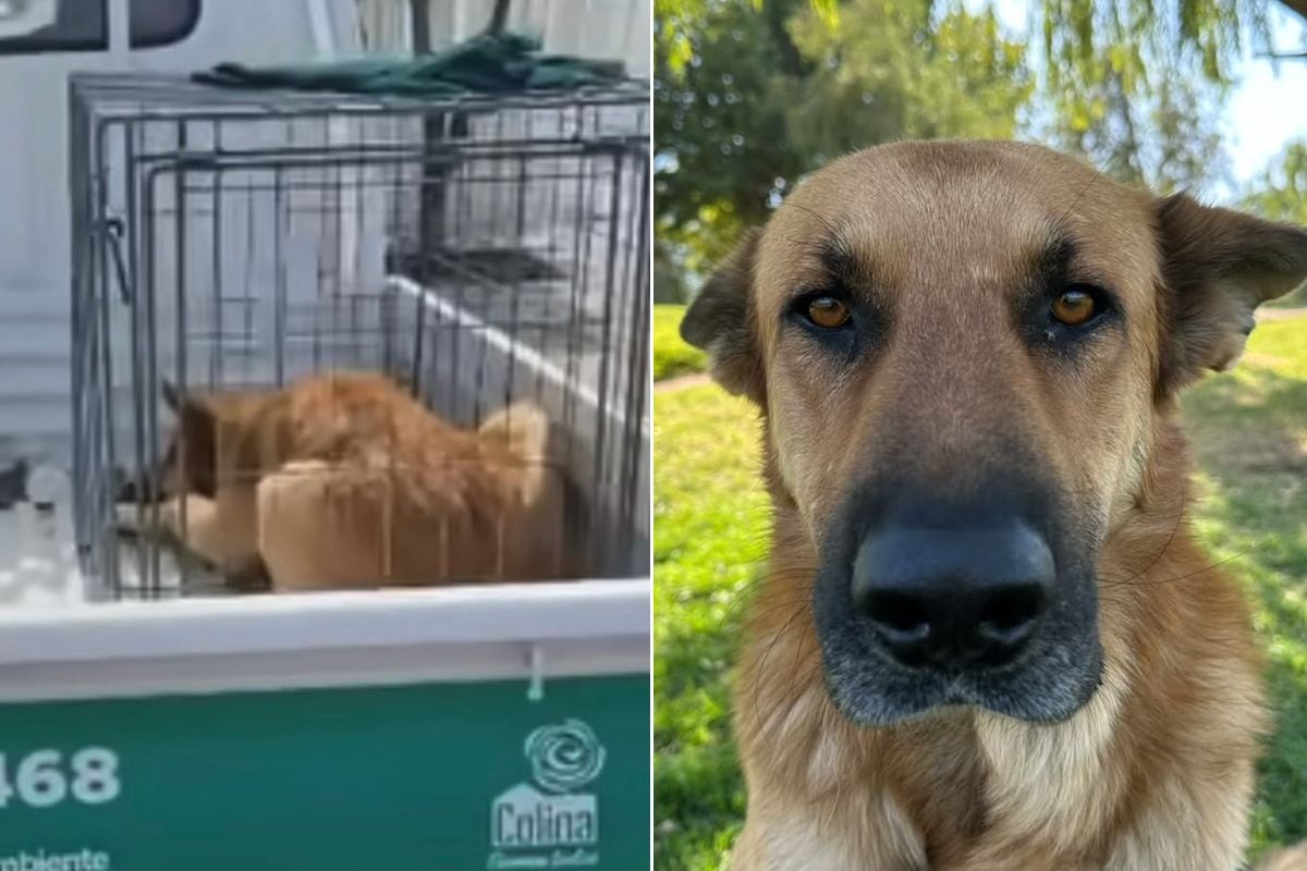 “¡Por qué lo van a matar!“: Arde la polémica por drástica decisión de autoridades con un perro comunitario en Colina