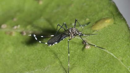 Minsal confirman hallazgo de mosquito que transmite el dengue y la fiebre amarilla en el Aeropuerto de Santiago