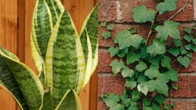 Respira mejor: las mejores plantas para purificar el aire al interior de tu casa