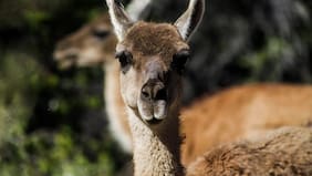 Un importante hito en la cruzada por recuperar a los guanacos en la Región Metropolitana