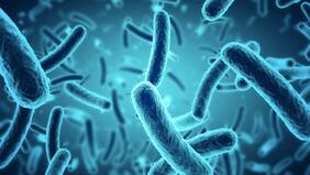 ¿Qué es la microbiota y por qué es tan importante?: así son los microorganismos que cohabitan en nuestro cuerpo