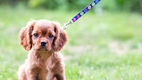 ¿Qué sienten los perros cuando los abrazamos?