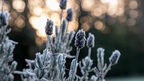 Fenómeno de La Niña: ¿Qué es, cuándo llegará a Chile y cuáles son sus efectos?