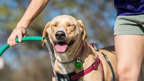 Checklist de verano para mascotas: todo lo que debes saber antes de salir de casa