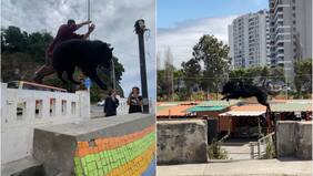Perrito recorrió calles de Viña del Mar haciendo parkour