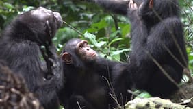 ¿Monos médicos? Chimpancés se aplican insectos entre sí para curar sus heridas