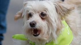 ¡No solo ayudan con el frío! Dormir con tus mascotas previene la depresión