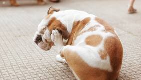 Altas temperaturas: Estos son los cuidados que debes tener con tus mascotas para evitar pulgas y garrapatas