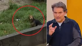 ¿No lo pescaron? Transmiten a rescatistas la idea de Lindorfo para lograr salvar a “Morocho” desde el río Mapocho