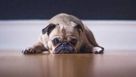 Al fin alguien se apiadó de los pugs y su rollo