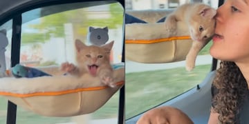 Video: el tierno despertar de gato bebé