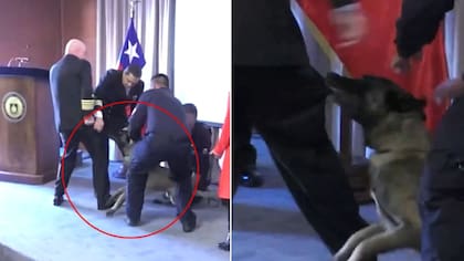 Se le tiró al bolsillo: Perro antidrogas se lanzó sobre Vicealmirante de la Armada en plena ceremonia