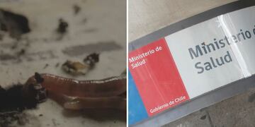 Minsal campaña donantes