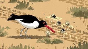 “Hemos visto polluelos atropellados”: los invasores que arrasan con los retoños del Pilpilén común en las playas