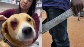 Lo conocen como el “Haitiano del Machete”: denuncian que extranjero cercenó ojo de perro comunitario en Puerto Montt