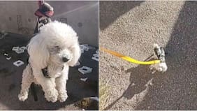 “Misión rescate”: perrita se hace viral por la llamativa técnica de sus dueños para recuperar su pelota