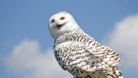 Rescatan a lechuza blanca que era atacada por perros callejeros en Lota