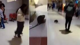 “Va para Santiago”: graban a coipo que se paseó y asustó a pasajeros en terminal de Conce