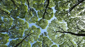 La timidez de la corona: ¿Te has fijado que los árboles nunca se juntan en al cima?