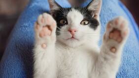 ¿Por qué agosto es el mes de los gatos?