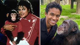 ¿Fue visitado por Jaafar? Confirman el estado actual de Bubbles, el chimpancé de Michael Jackson