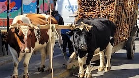 Pequeña niña está grave tras fuerte patada de un buey en plena calle: dueño del animal descarta culpa